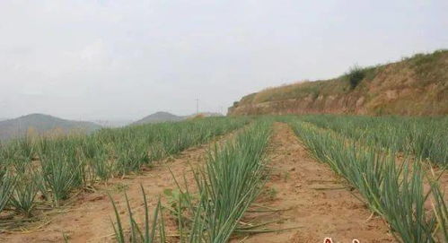 周河镇多管齐下,厚植产业基础,调优农业种植结构