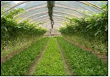 利用 温室效应 原理,我国北方地区冬季可以采用大棚种植蔬菜 花卉等