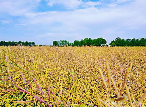 秋播一粒籽 春现万亩花 仙居国家农业公园万亩油菜种植写实