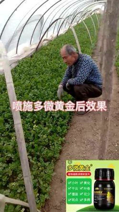 大棚芹菜种植管理 关注农民生活 农业种植 多微黄金