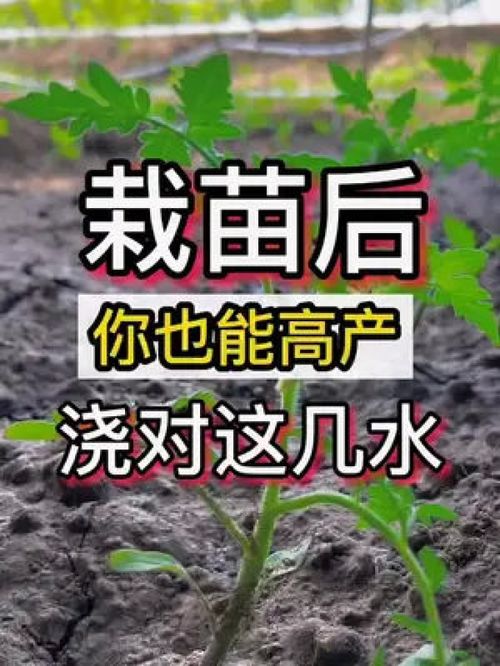 种植小技巧 三农 栽苗以后浇水是关键 农业种植 农业 农业技术推广