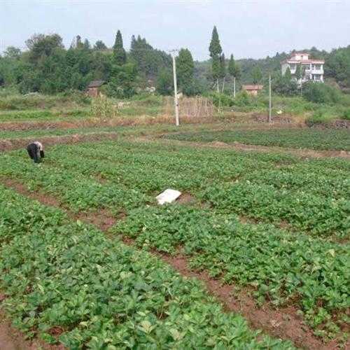 法兰地草莓苗栽培_厦门法兰地草莓苗,乾纳瑞农业科技,法兰地草莓苗