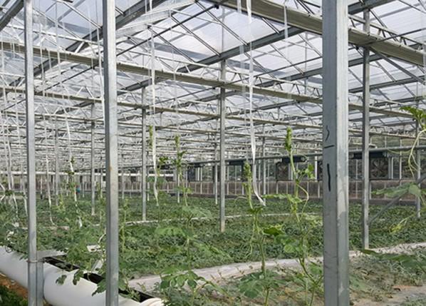 无土栽培系列 浏览:                     产品描述 青州市凯尔农业