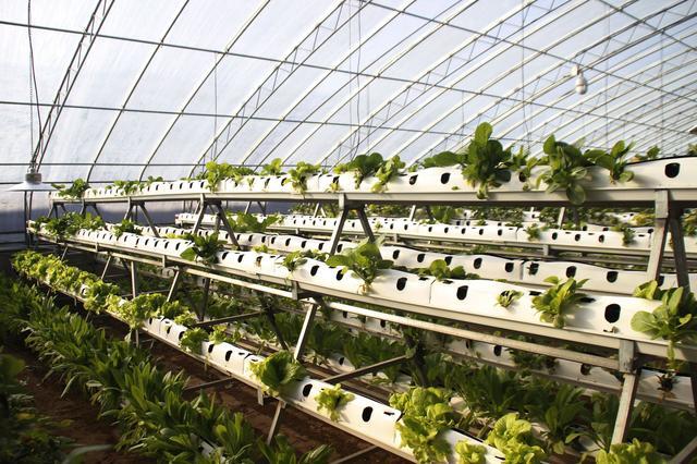 引领大荔农业4.0,羌白新颖智慧农业立体栽培草莓长势喜人