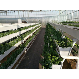 青岛无土栽培种植槽-建英农业科技-大棚无土栽培种植槽