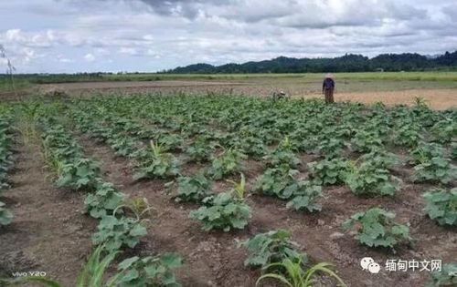 缅甸若开邦因农业用品价格高昂,种植冷季作物的农户面临困难