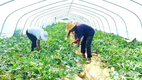 临夏市折桥镇 农业种植产业结构调整助农增收奔小康