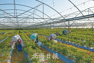 银海区创建24个示范园区