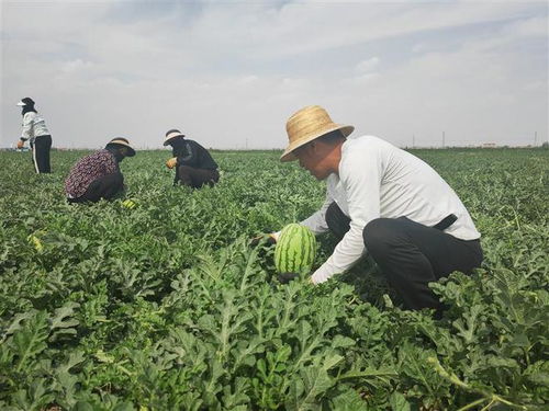 西瓜种植有甜头 乡村振兴有奔头秦川农业公司加快推进农业产业化经营