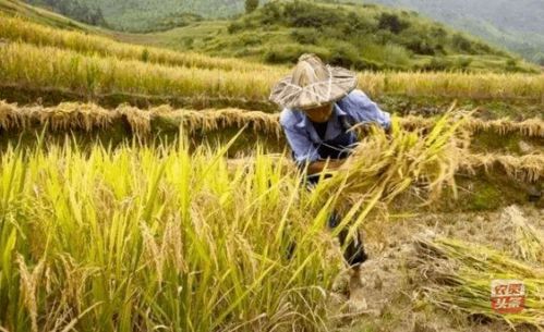 基层农技推广网破 线断 人散 当从体制和人才突破农业种植短板