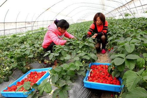 大棚农业改变了靠天吃饭的种植模式,这样架设大棚才能增产增收